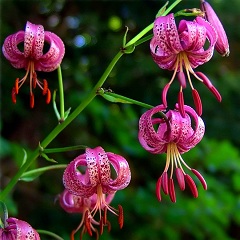 Лилия кудреватая - лекарственное растение