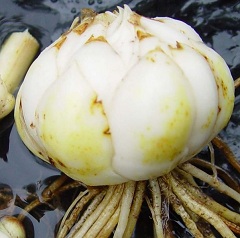 Настой луковицы Лилии кудреватой - средство от зубной боли