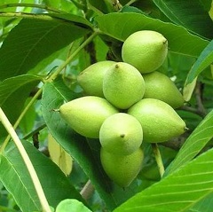 Маньчжурский орех - дерево, листья которого обладают лечебными свойствами