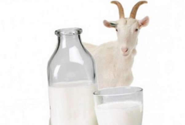 молоко козы полезно