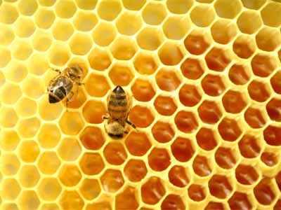  соты, пчелы, мед