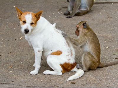 обезьяна выбирает блох у собаки
