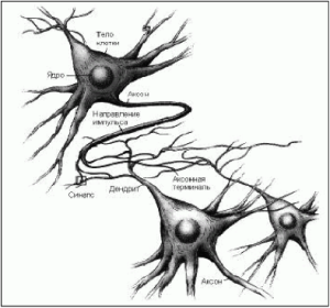 нейрон