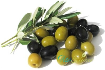 оливки и их история