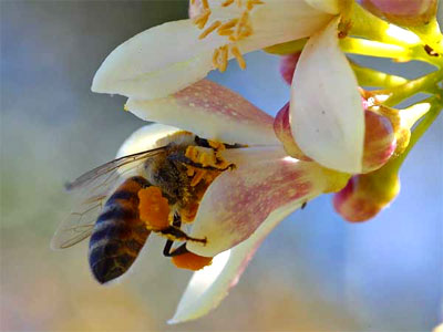пчела в цветке