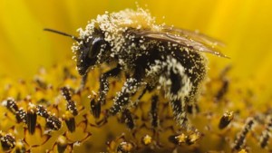 пчела вся в пыльце