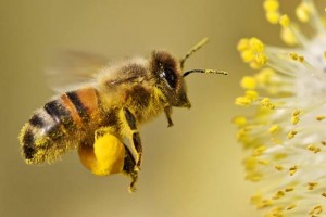пчела в полете