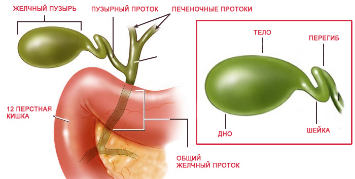 Схематичное изображение органа