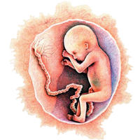 Плацента у беременных