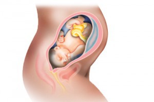 Как протекает развитие и какой вес ребенка на 33 неделе беременности