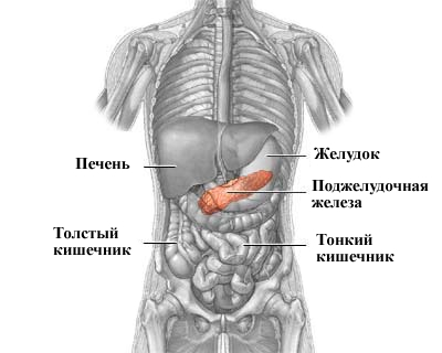 поджелудочная железа и печень - лечение травами