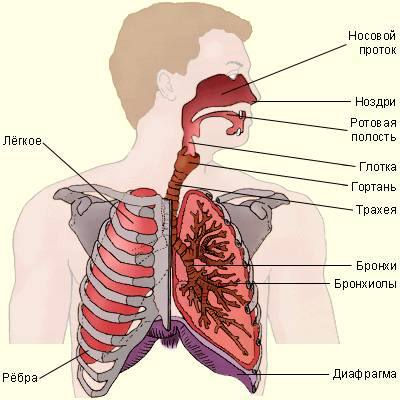 плакат дыхательной системы человека