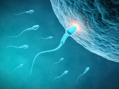 сперматозоиды