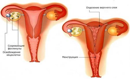Может ли менструация начаться через три недели после предыдущей