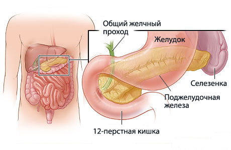 Расположение органа в организме