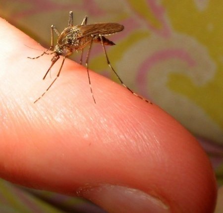 Первая помощь при укусах насекомых