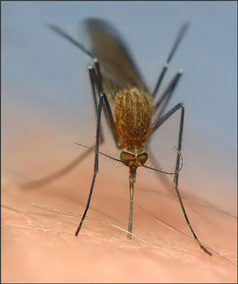 Лучшие детские средства от комаров - как защититься от комаров