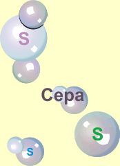 Сера