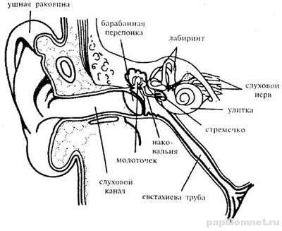 Фото схемы ушного канала