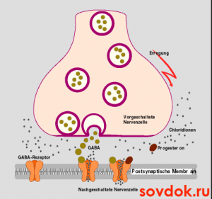 синапсы и рецепторы гамк