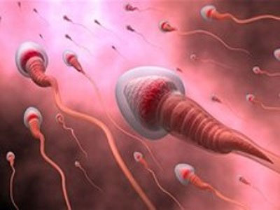 спперматозоиды