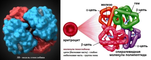 строение гемоглобина
