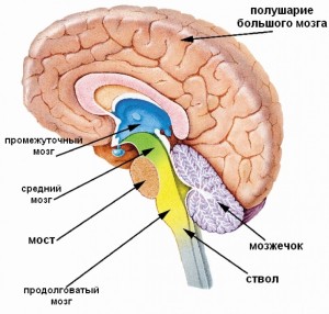 Строение головного мозга: названия отделов