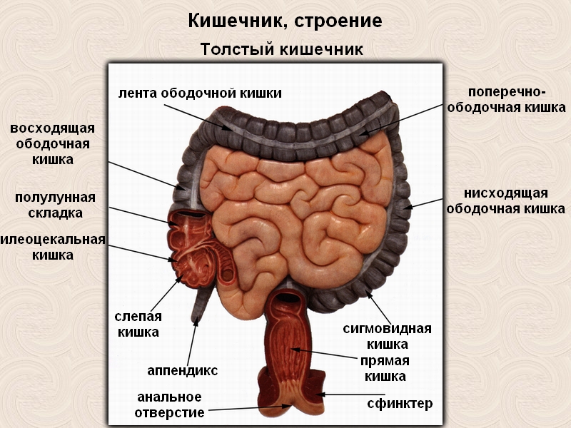 Строение кишечника