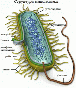 Структура микоплазмы