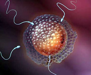 Как происходит оплодотворение яйцеклетки