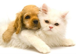  котенок и щенок