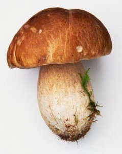 белый гриб 