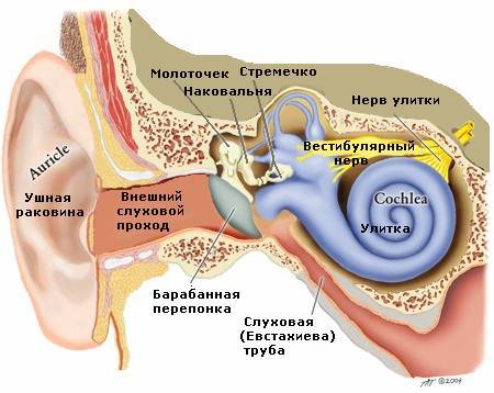 строение уха вестибюлярынй нерв