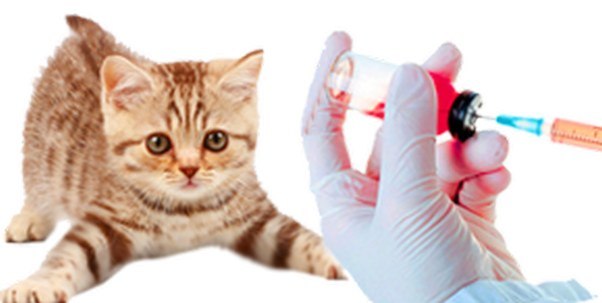 сделать вакцину коту