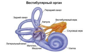 Вестибюлярный орган
