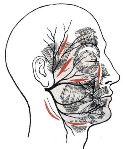 воспаление лицевого нерва