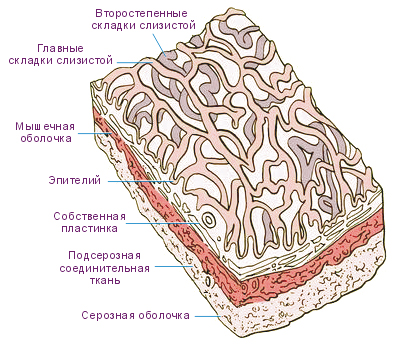 Анатомия стенок органа