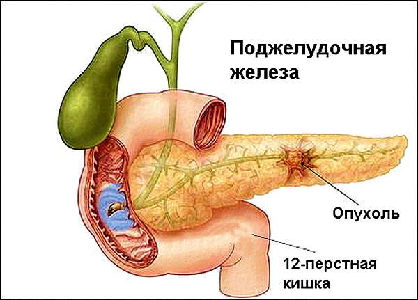 Анатомия этого органа