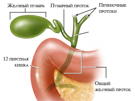 Анатомия данного органа