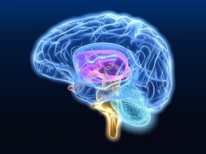 здоровье головного мозга