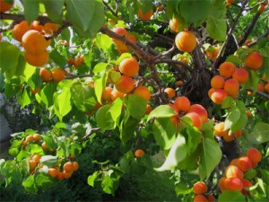 абрикосы на дереве