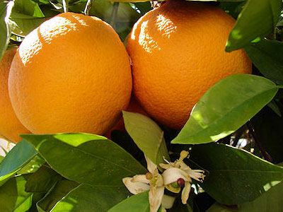 Апельсиновые плоды на дереве