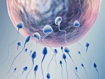 спермии и яйцеклетка
