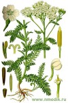 Тысячелистник обыкновенный - Achillea millefolium