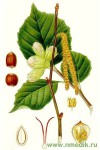 Лещина обыкновенная - Corylus avellana