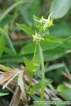 Галения рогатая – Halenia corniculata L.