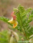 Астрагал повислоцветковый – Astragalus penduliflorus L.