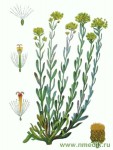 Бессмертник песчаный, цмин – Helichrysum arenarium L.