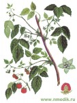 Малина обыкновенная