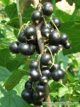 Смородина черная - Ribes nigrum